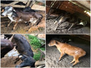 Bezerros são furtados na Zona Rural de Miradouro