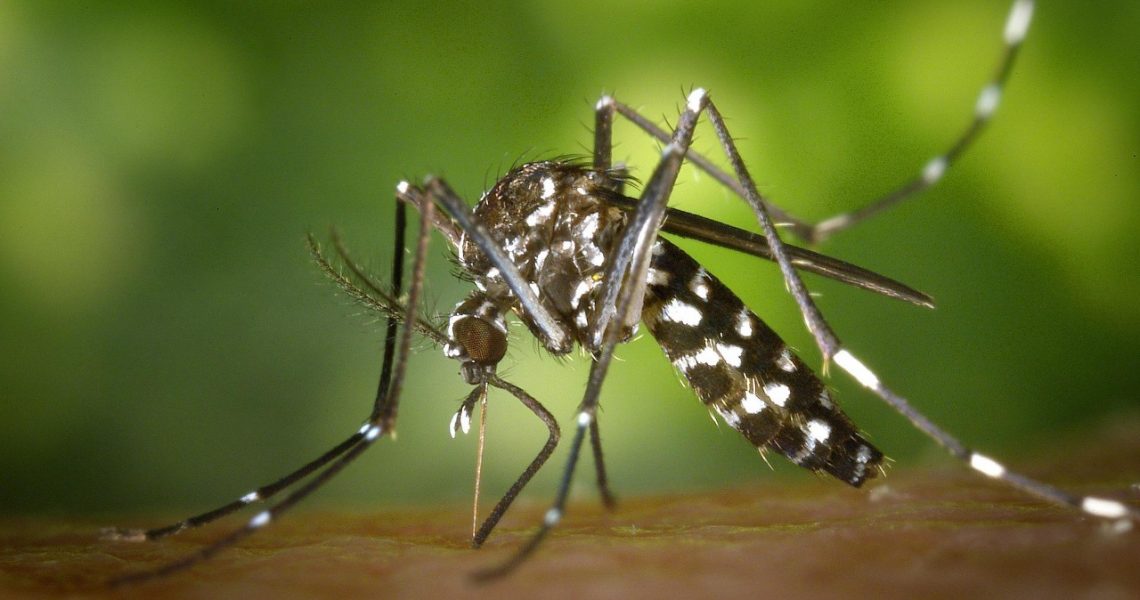 Aedes: Saúde divulga resultados do primeiro LIRA de 2022
