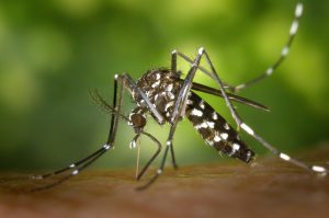 Aedes: Saúde divulga resultados do primeiro LIRA de 2022