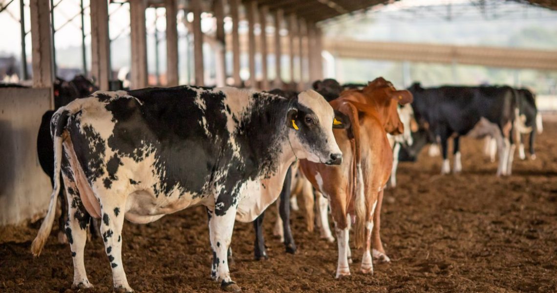 Vacinação contra febre aftosa começa neste domingo