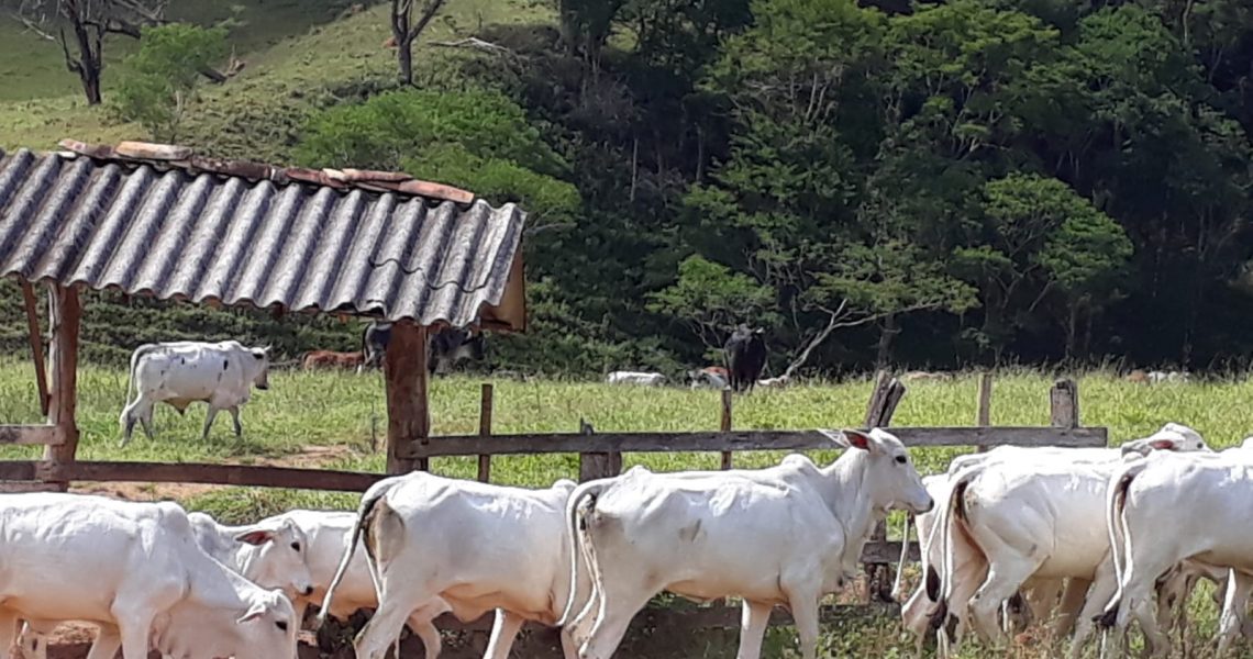 PCMG recupera 20 cabeças de gado em Brás Pires