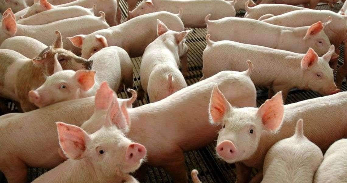 Brasileiro deve começar a receber transplante de órgãos de porcos em 2025