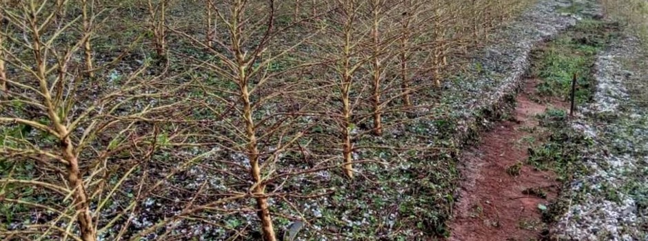 Emater-MG inicia novo levantamento de lavouras atingidas por chuvas de granizo