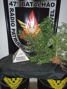 Após denúncia PM de Muriaé apreende 10 pés de Maconha no Bairro Safira