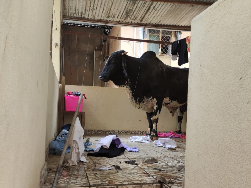 Timóteo: boi cai em telhado de casa e fica preso no terraço