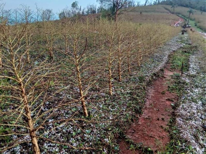 Chuvas de granizo em novembro já atingiram 51 mil hectares de lavouras em Minas Gerais