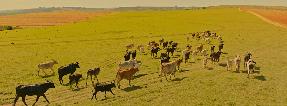 Governo de Minas lança campanha de vacinação contra a febre aftosa