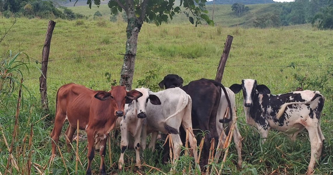 PCMG recupera gados furtados na cidade de Tocantins