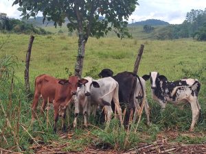 PCMG recupera gados furtados na cidade de Tocantins