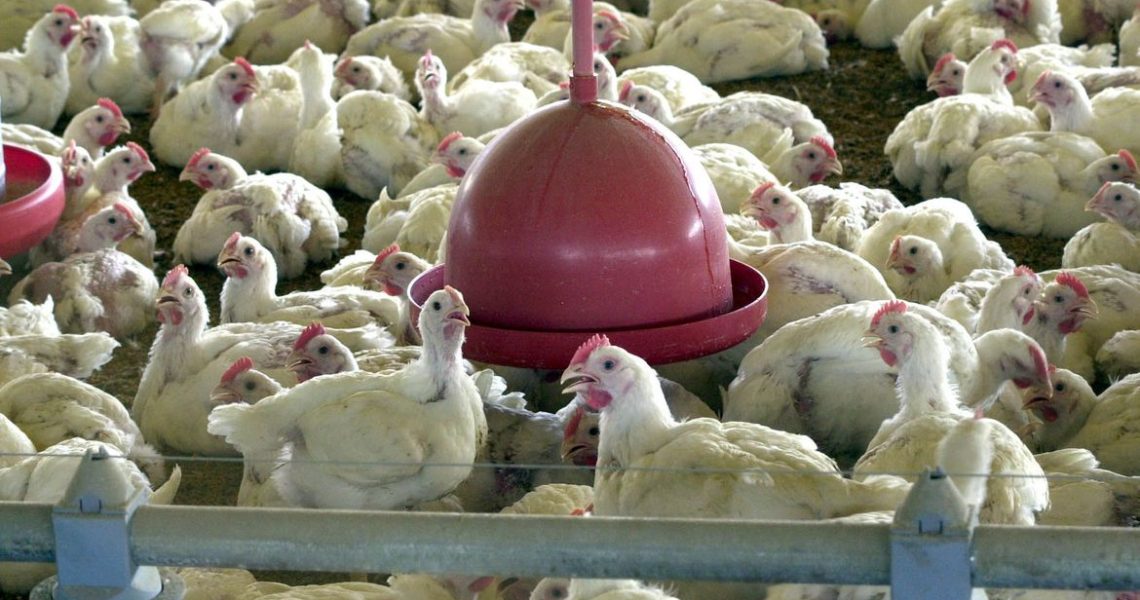 OMS confirma primeira morte por gripe aviária no mundo
