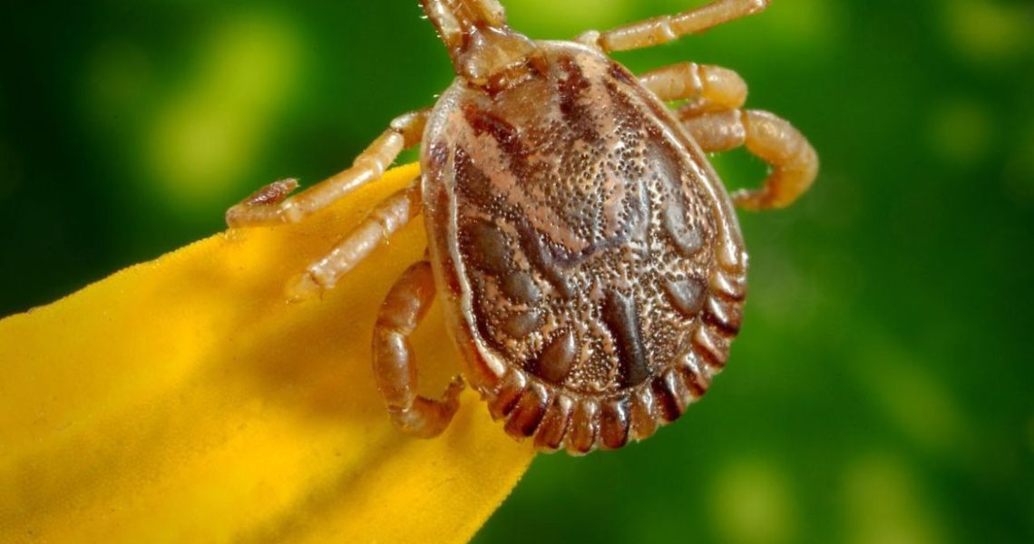 O que é febre maculosa e quais os sintomas