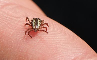 SP confirma três mortes por febre maculosa em Campinas