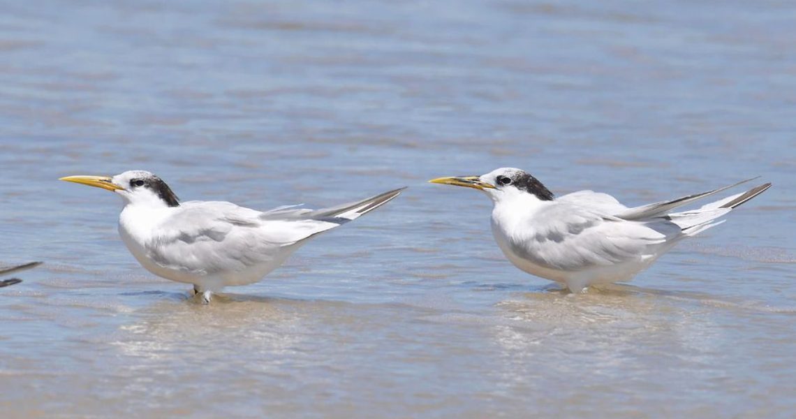 Ministério confirma mais um caso de gripe aviária; total chega a 31