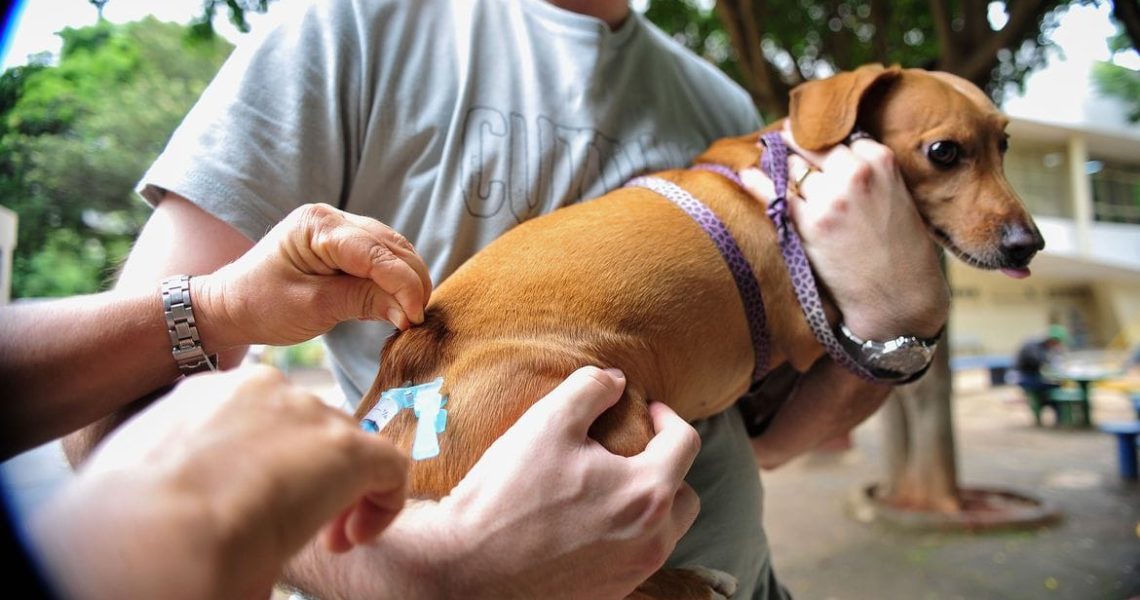 Saúde de Miradouro emite comunicado a tutores de cães