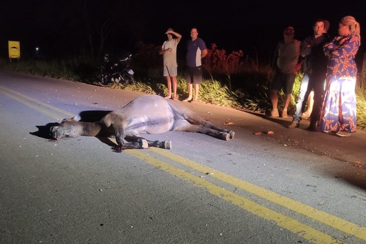 Animal solto na pista provoca acidente na BR-356 e deixa duas pessoas feridas próximo ao Distrito do Vermelho