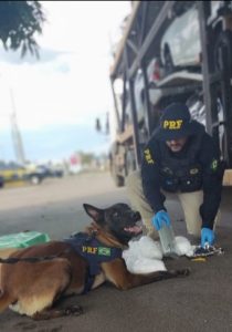 Fiscalização da PRF em Pouso Alegre (MG) flagra cegonheira transportando Cloridrato de Cocaína dentro de veículo