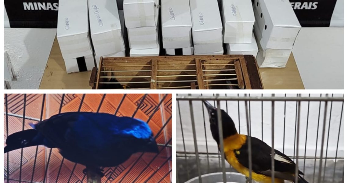Rio Pomba: PCMG prende suspeito de tráfico de animais após denúncia