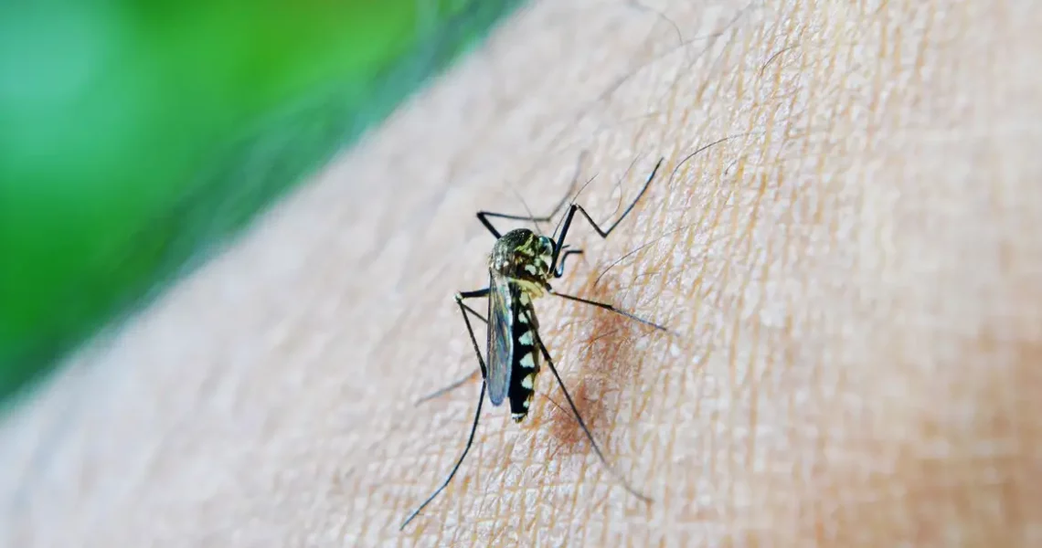 Brasil ultrapassa meio milhão de casos prováveis de dengue