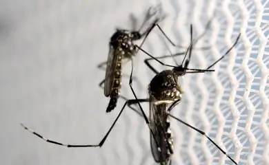 Cidade do Rio registra mais de 2 mil casos de dengue em 24 horas