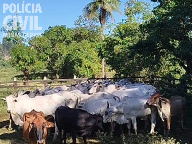 PCMG prende suspeitos por lavagem de dinheiro e tráfico de drogas em Ubá
