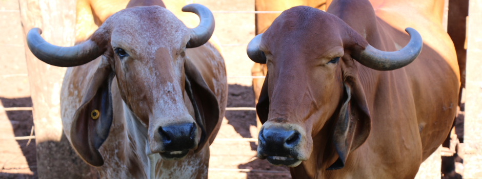 Touros com genética Epamig impulsionam produção de leite pelo Brasil