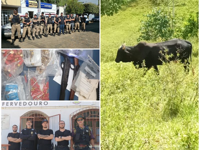 Cerca de 180 cabeças de gado e 700 munições são apreendidas na Zona da Mata