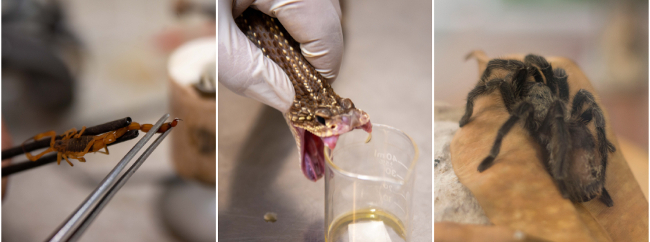 Minas Gerais reforça prevenção e atendimento a acidentes com animais peçonhentos