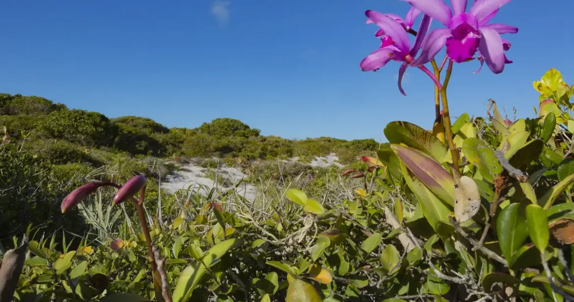Inpe confirma redução de desmatamento na maioria dos biomas em 2024
