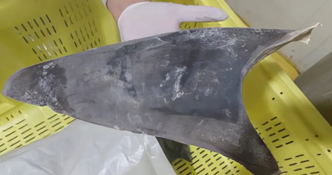 Exportação de barbatana do tubarão-azul é proibida no Brasil