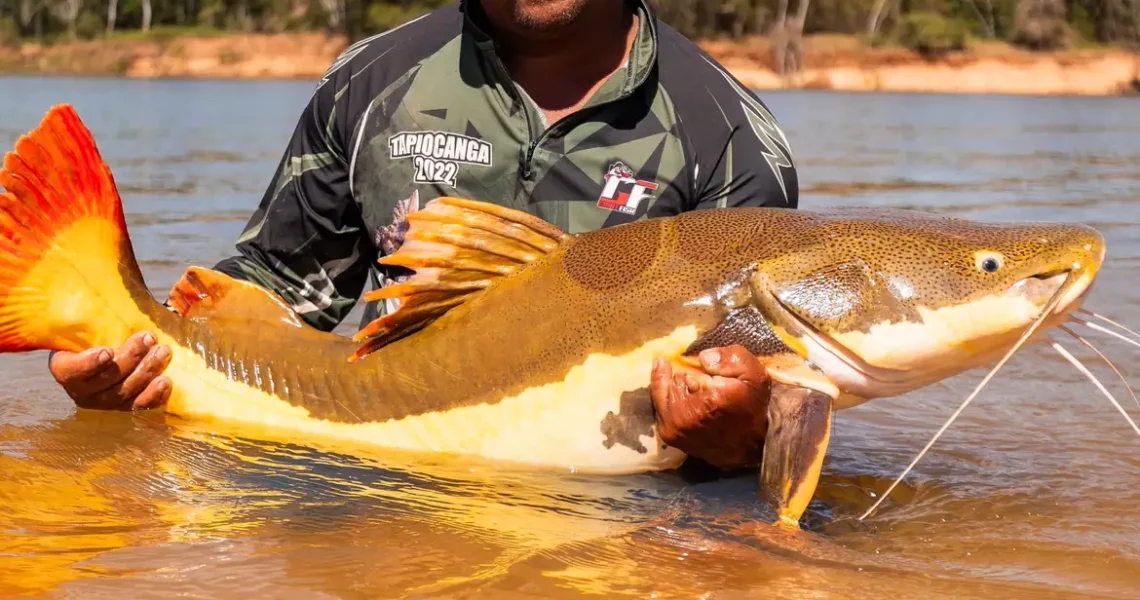 COP15 aprova maior proteção de bagres gigantes da Amazônia e ariranhas