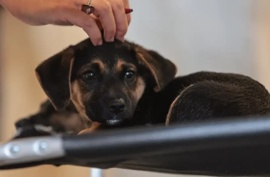 Lei define guarda compartilhada de pets; veja detalhes