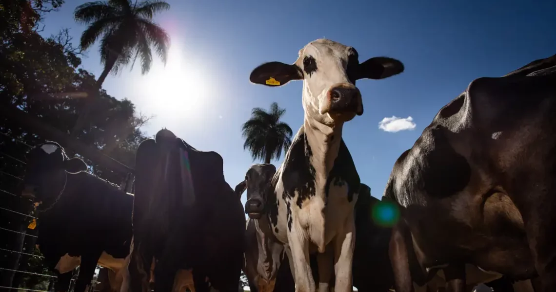 União Europeia oficializa veto à carne brasileira a partir de setembro