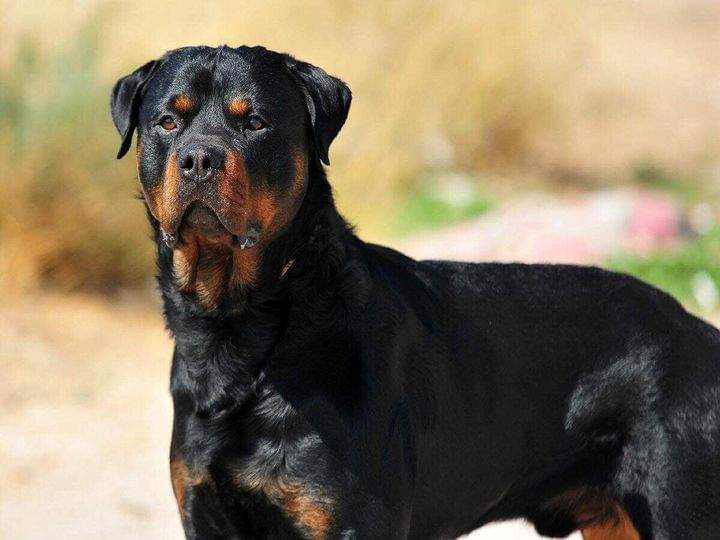 Cão ataca e mata criança de 1 ano e 8 meses em Rio Casca