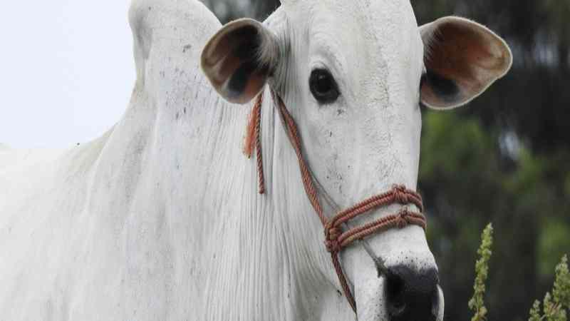 Minas Gerais vacina 97,5% de bovinos e bubalinos contra a febre aftosa