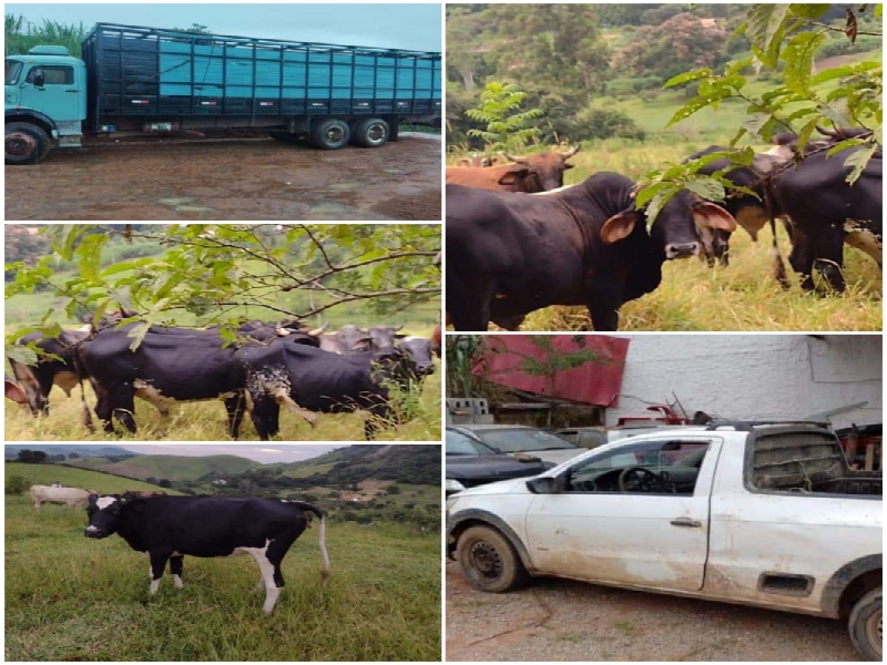 Gado furtado é localizado em Andradas