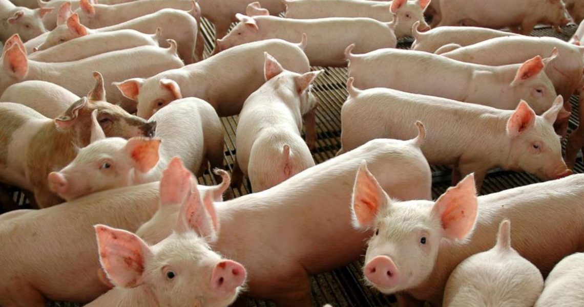 Governo inicia segunda etapa de vacinação contra peste suína clássica