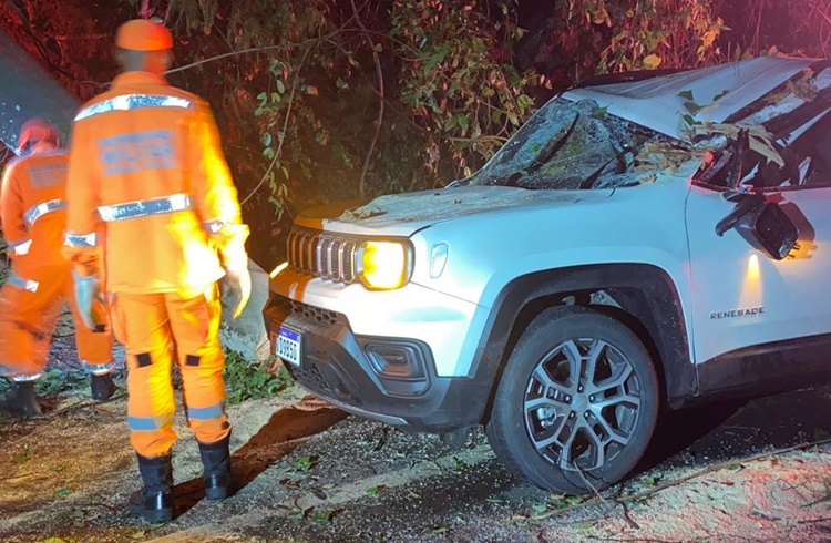 BR-116: árvore cai e atinge carro em Bom Jesus da Cachoeira