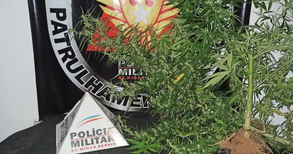 Após denúncia PM de Muriaé apreende 10 pés de Maconha no Bairro Safira