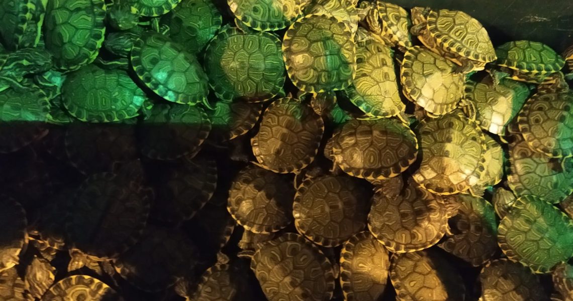 PRF resgata 746 filhotes de tartaruga durante fiscalização em Muriaé