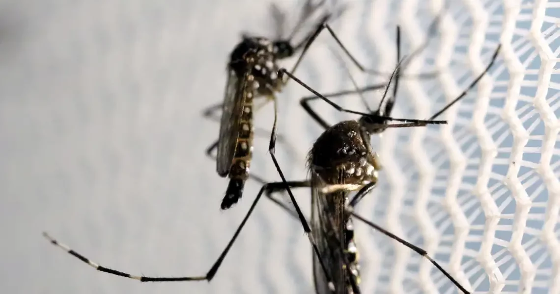 Casos prováveis de dengue se aproximam de 400 mil no país em 2024