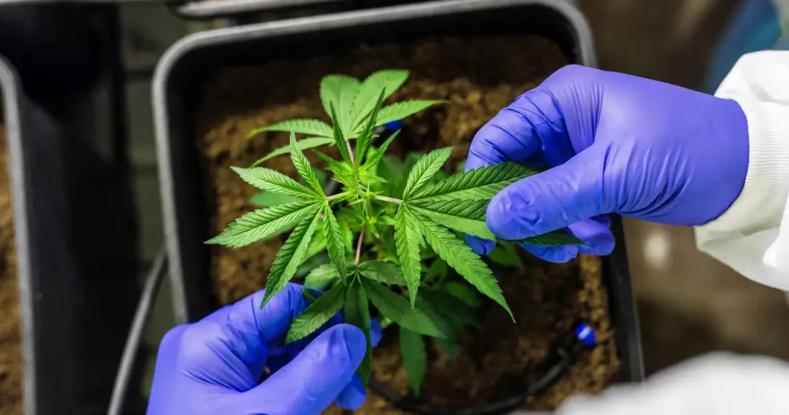 CCJ aprova PEC que criminaliza posse de qualquer quantidade de droga
