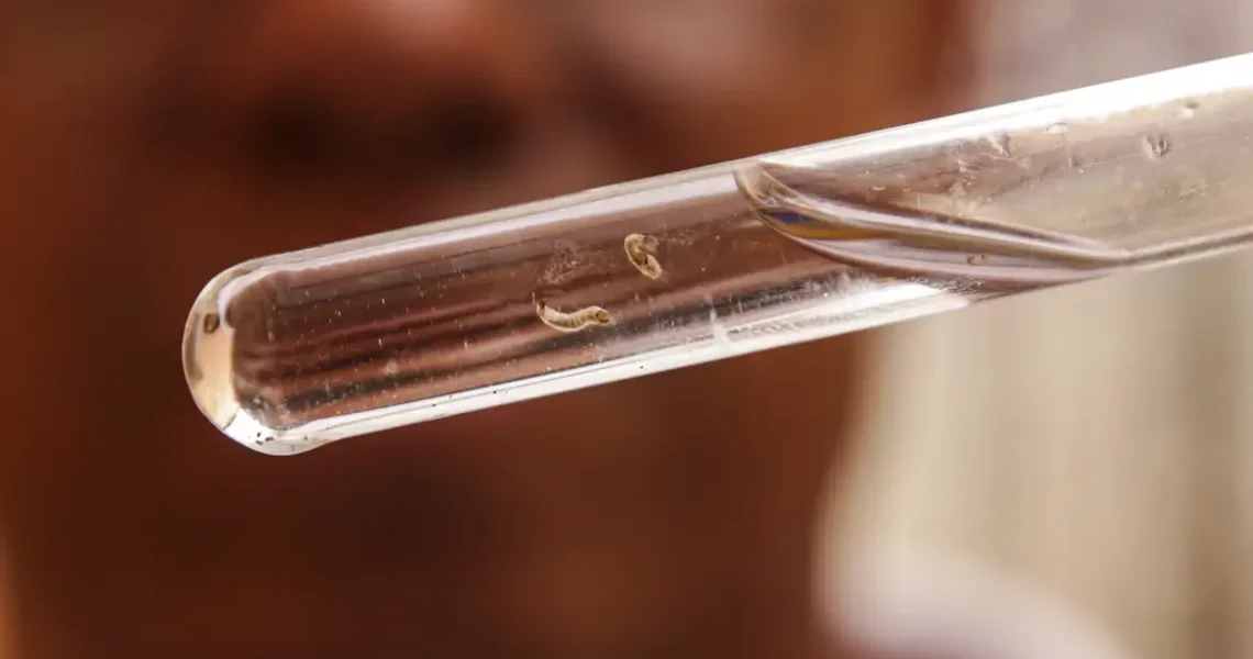 Brasil tem mais de um milhão de casos de dengue este ano