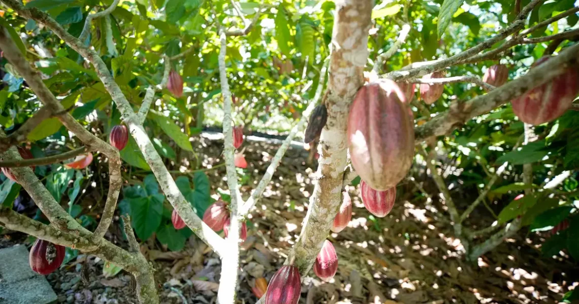 Produtoras de café e cacau contam como lidam com mudanças climáticas