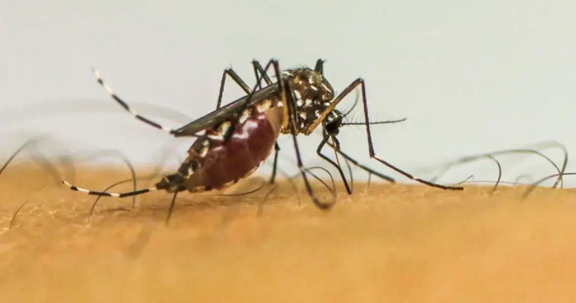 Com 6,3 milhões de casos prováveis, Brasil lidera ranking de dengue