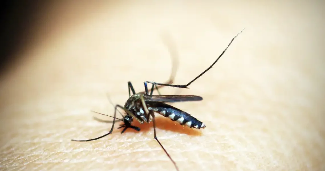 Brasil tem mais de 6,5 milhões de casos prováveis de dengue este ano