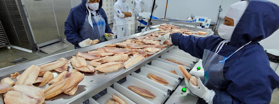 Morada Nova de Minas, na região Central, é o maior município produtor de tilápias do Brasil