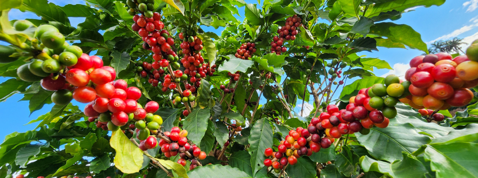 Exportações do agronegócio mantêm Minas Gerais em destaque no cenário global