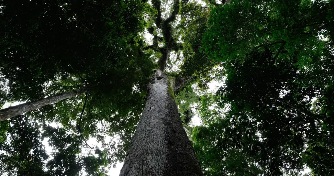 Lula sanciona lei do licenciamento ambiental com 63 vetos