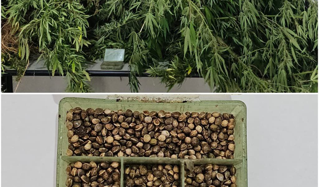 PMMG apreende pés de maconha em residência na zona rural de Fervedouro